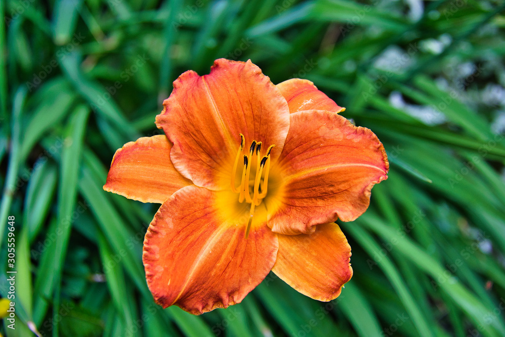 2019-07-09 ORANGE FLOWER IN GREEN BACKGROUND 2019-07-09 ORANGE FLOWER IN GREEN BACKGROUND