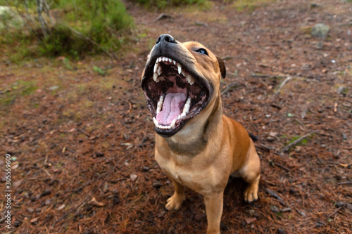 Staffordshire bullterrier outdoors in forest yawning and showing teeth. Animal humor and dog portrait. Copy space for text. Pet photography concept.