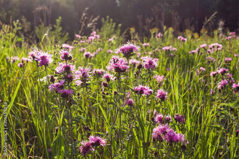 Wild wildflowers close-up. Wild flowers in a meadow nature. Natural summer background with wild flowers in the meadow in the morning sun rays.