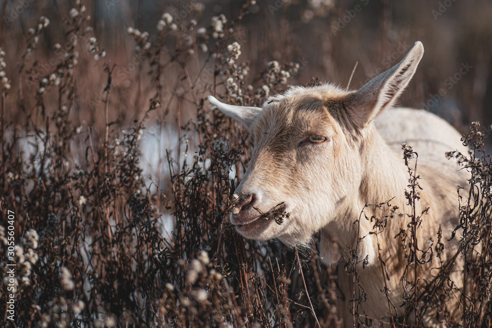 Portrait of Goat eating in a field Portrait of Goat eating in a field