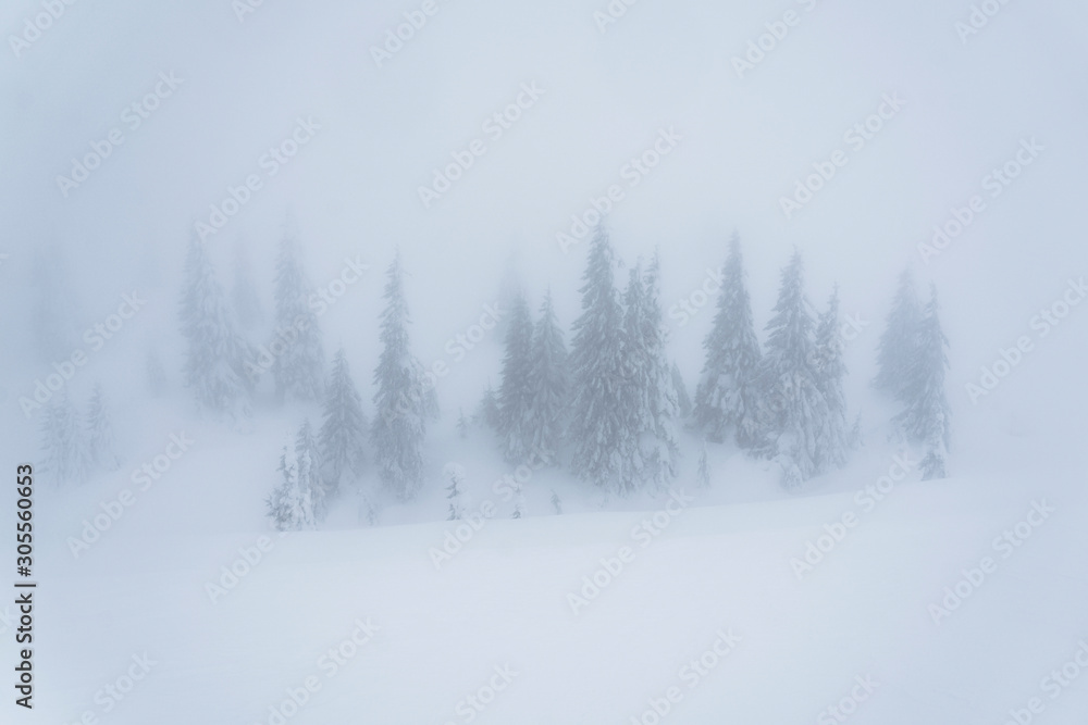 Frozen trees in the mist Frozen trees in the mist