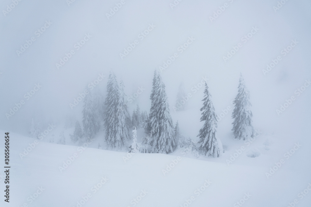 Frozen trees in the mist