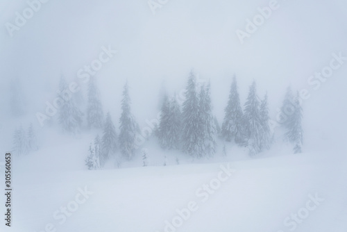 Frozen trees in the mist © Daniel M