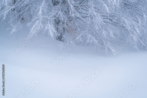 Details of a frozen forest © Daniel M