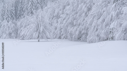 In a phantasmagorical winter landscape, everything was white and I was feeling like I am dreaming