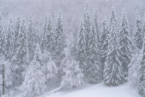 A beautiful scene of winter in the Carpathian Mountains