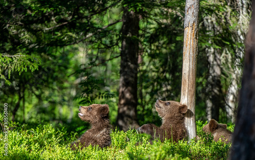 Cubs of Brown bear in the summer forest. Green natural background. Natural habitat. Scientific name: Ursus Arctos.