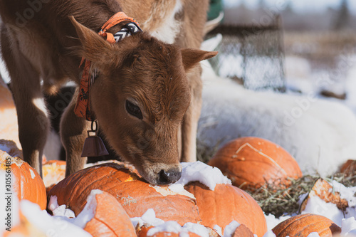 Cow eating pumpkin in the snow