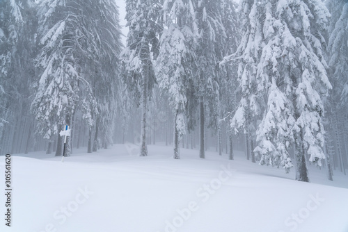 A frozen forest deep into the Carpathian Mountains