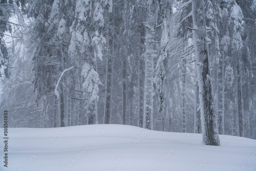 Picturesque winter landscape in the Carpathian Forest