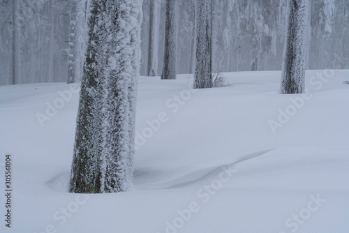 Picturesque winter landscape in the Carpathian Forest