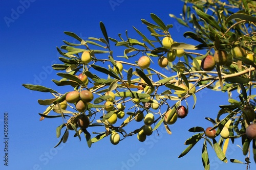 Manaki variety Greek olives on olive tree branch photo