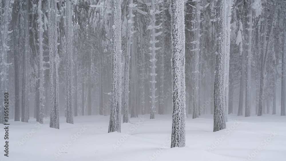 Fototapeta premium Into a frozen world where the forest looks like is made of silver
