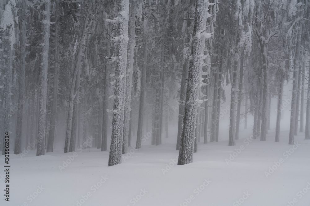Fototapeta premium Into a frozen world where the forest looks like is made of silver