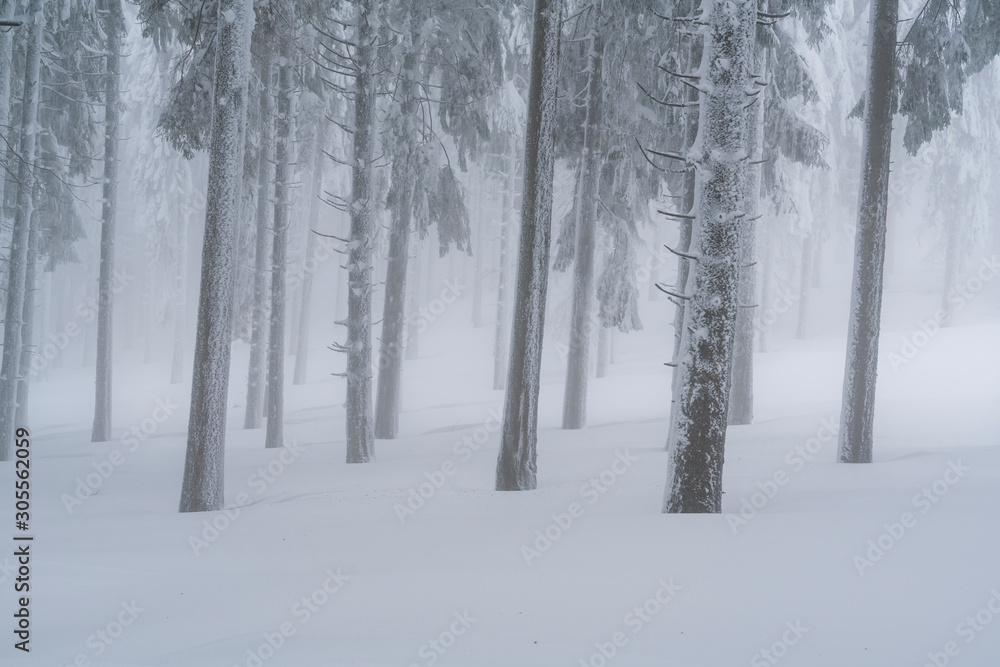 Into a frozen world where the forest looks like is made of silver Into a frozen world where the forest looks like is made of silver