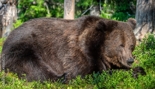 Wallpaper Mural Adult Male Brown Bear. Close up portrait of Brown bear  in the summer forest. Green natural background. Natural habitat. Scientific name: Ursus Arctos. Torontodigital.ca