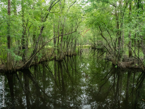 Thick vegetation growing in the rivers of a swamp