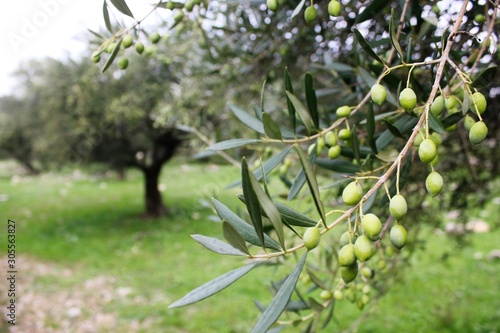 Koroneiki olives on olive tree in Messinia, Peloponnese, Greece. photo