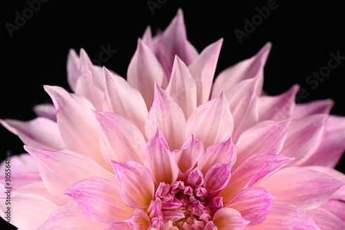 pink petal flower black background