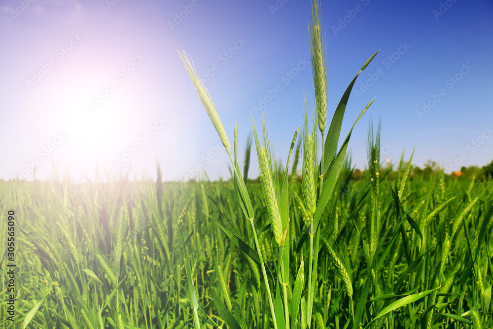 Obraz premium green wheat field close up