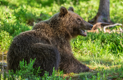 Wallpaper Mural Brown bear  in the summer forest. Green natural background. Natural habitat. Scientific name: Ursus Arctos. Torontodigital.ca