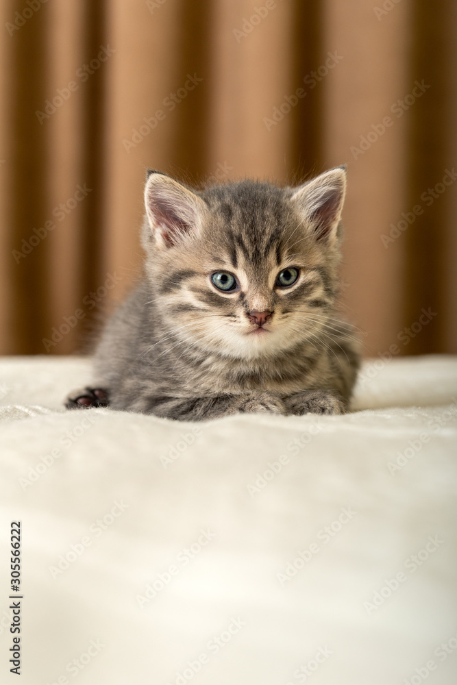 Cute tabby kitten lies on white plaid at home. Newborn kitten, Baby cat, Kid animal and cat concept. Domestic animal. Home pet. Cozy home cat, kitten.