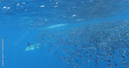 Wallpaper Mural Marlins and sea lions hunting in group in Magdalena Bay, Baja California Sur, Mexico. Torontodigital.ca