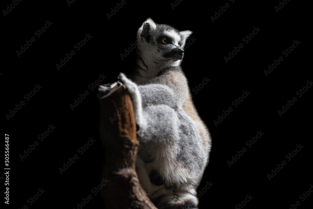 Obraz premium Lemur