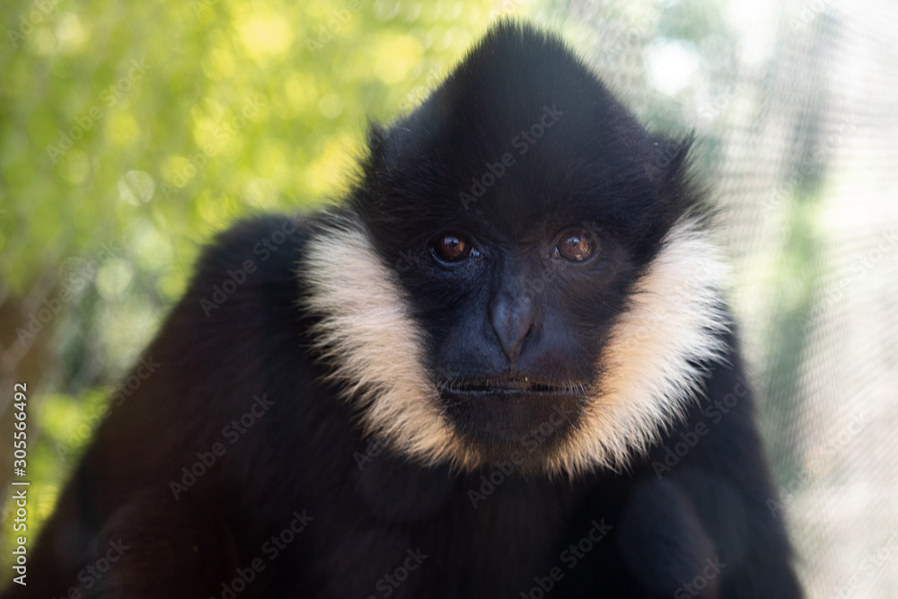 Obraz premium Monkey