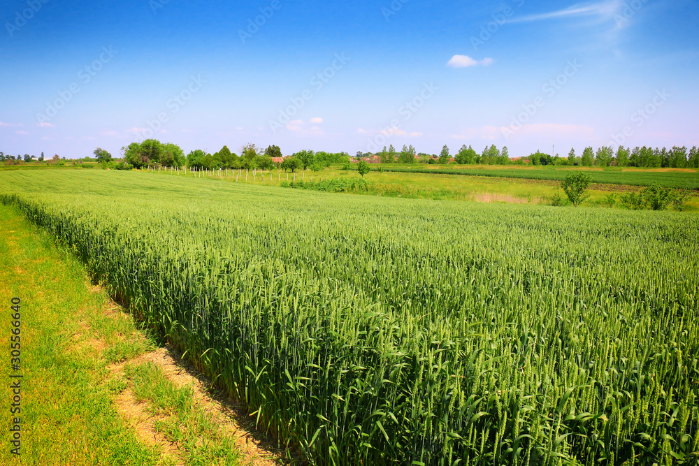 green wheat field against a blue sky green wheat field against a blue sky