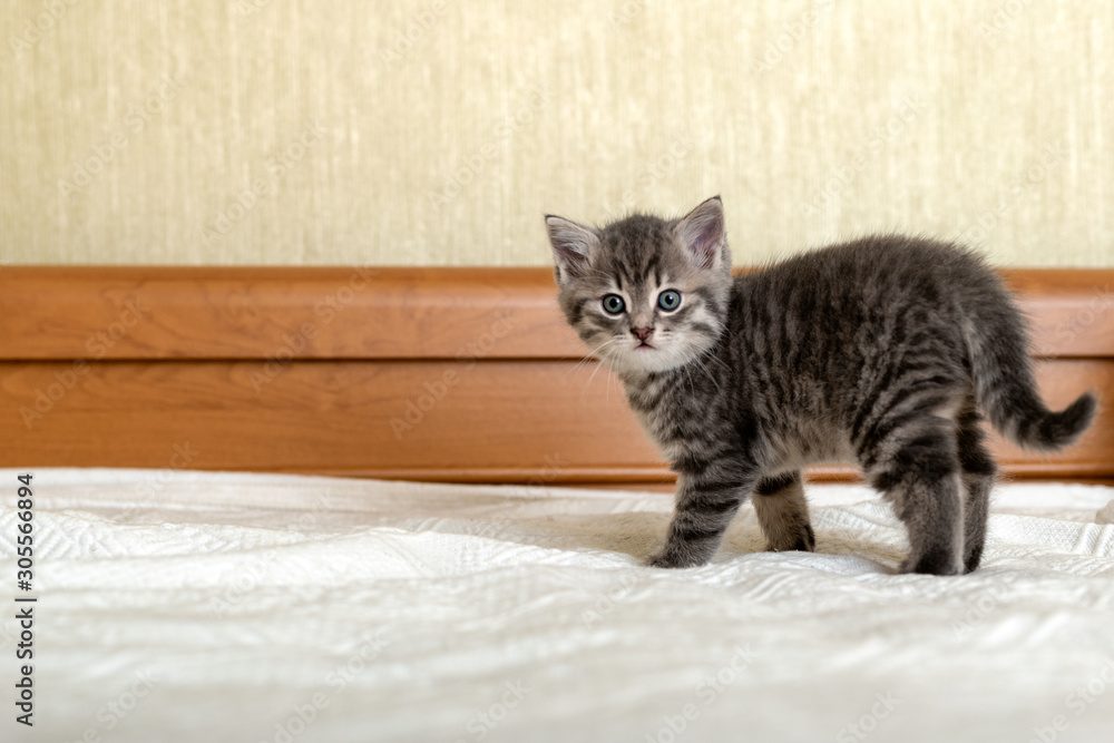 Cute tabby kitten standing on white plaid at home. Newborn kitten, Baby cat, Kid animal and cat concept. Domestic animal. Home pet. Cozy home cat, kitten. Copy space.