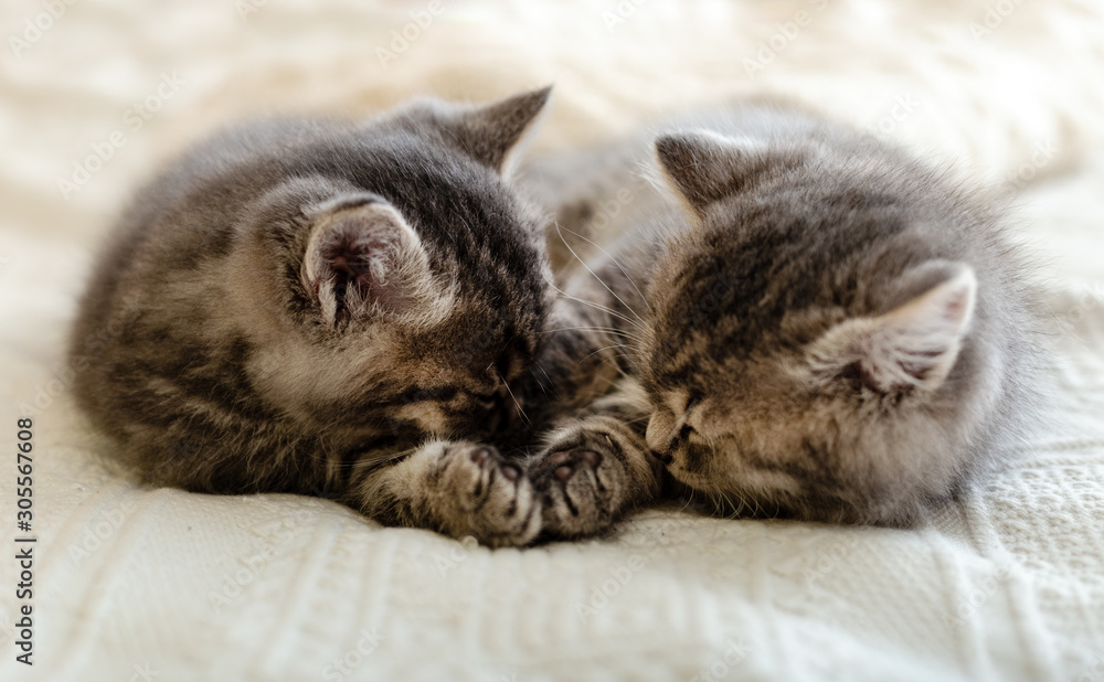 Cute tabby kitten sleeping, hugging, kissing on white paid at home. Newborn kitten, Baby cat, Kid animal and cat concept. Domestic animal. Home pet. Cozy home cat, kitten. Love