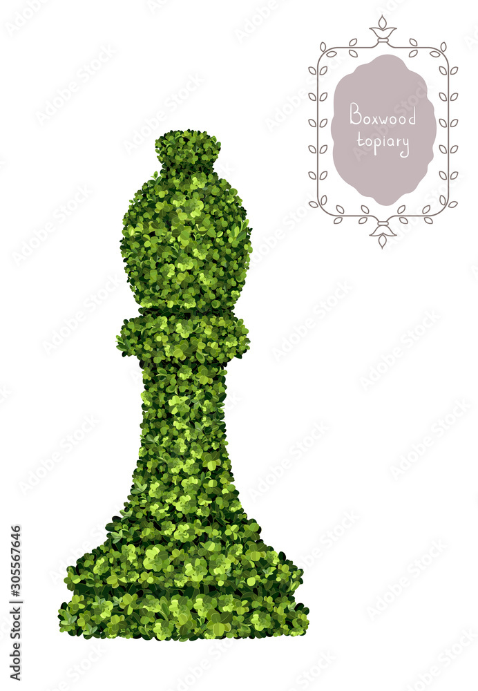 A bishop, chess piece of boxwood topiary, garden plant, vector background. English boxwood, evergreen dwarf shrubs. Shrub for landscape.