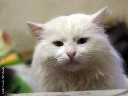 embarrassed white cat with yellow eyes