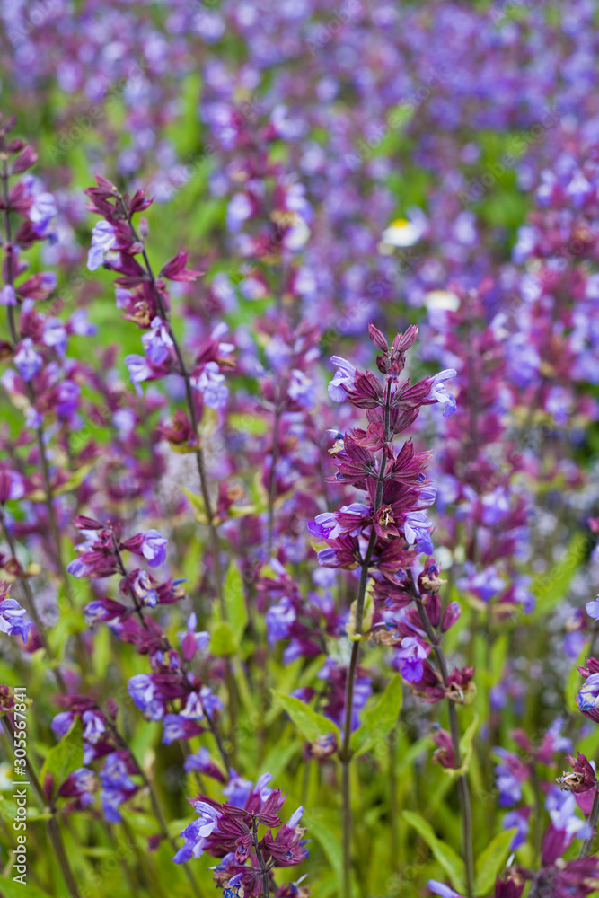 Catnip - Herbal and Medicinal plants Garden. Catnip - Herbal and Medicinal plants Garden.