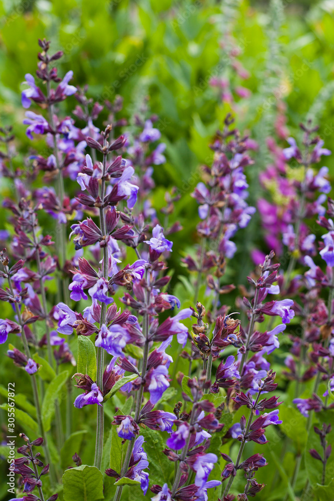 Catnip - Herbal and Medicinal plants Garden. Catnip - Herbal and Medicinal plants Garden.