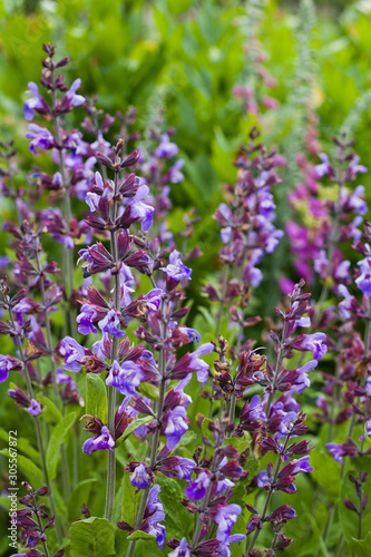 Catnip - Herbal and Medicinal plants Garden.