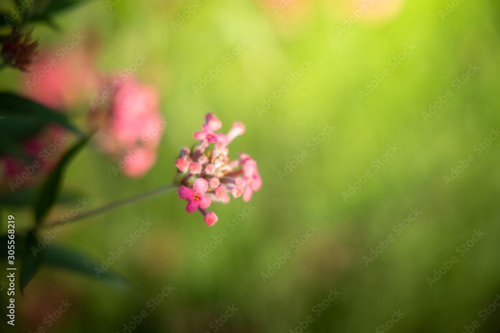 The background image of the colorful flowers The background image of the colorful flowers