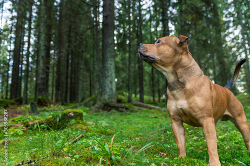 Staffordshire bullterrier outdoors in forest looking up. Animal and dog portrait. Copy space for text. Animal and pet photography concept.