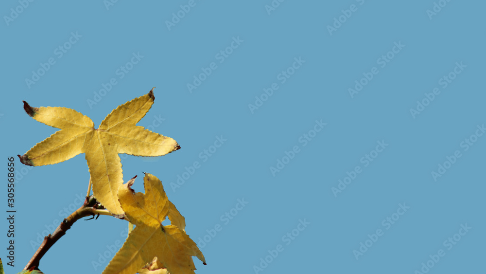 Obraz premium leaf card