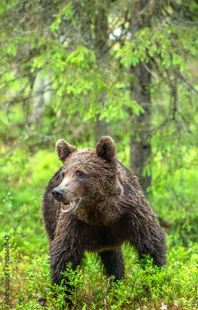 Brown bear  in the summer forest. Green natural background. Natural habitat. Scientific name: Ursus Arctos.