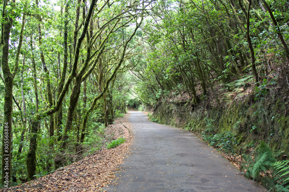 Road crossing a laurel forest in the european atlantic islands