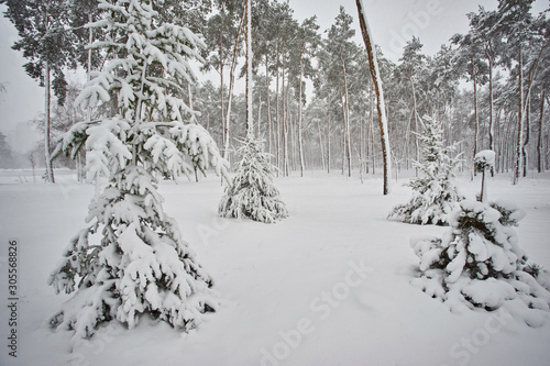 Winter, forest, snow. Snow-covered pine forest, trees in the snow, a beautiful winter landscape. © Ryzhkov Oleksandr