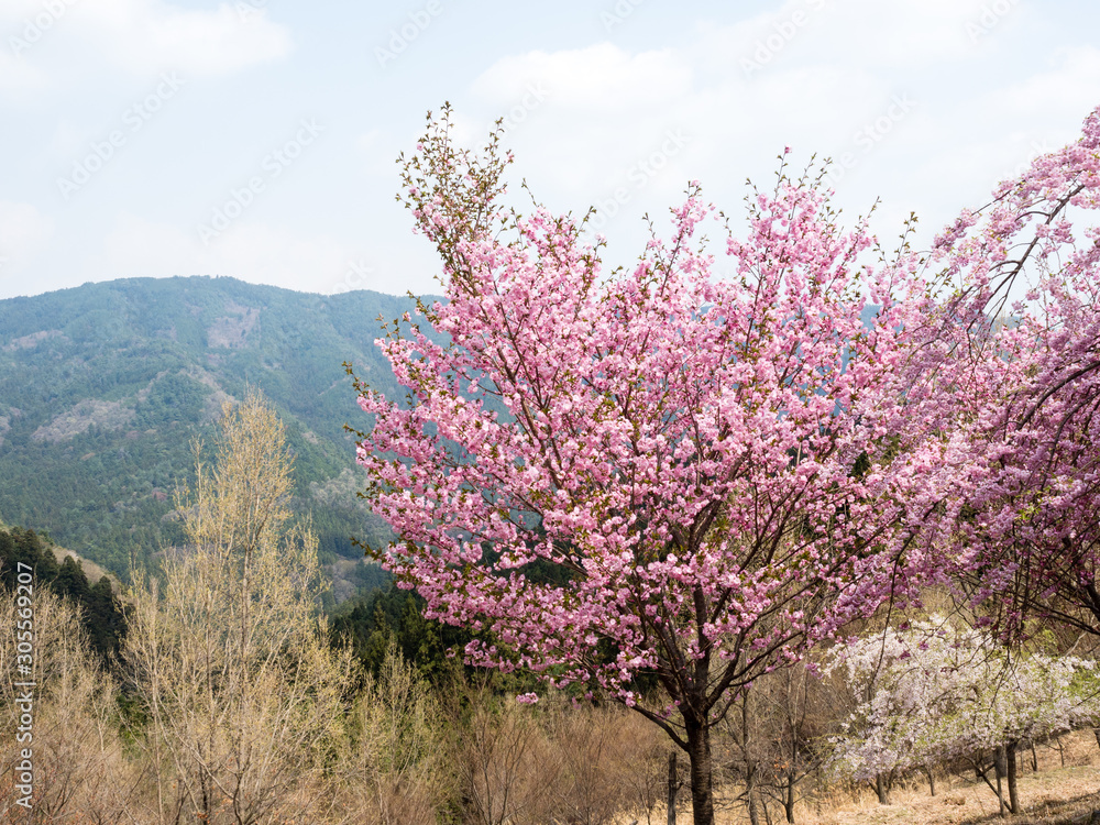 Cherry trees blooming in the mountains of Shikoku island near Shosanji, temple number 12 of Shikoku pilgrimage - Tokushima prefecture, Japan Cherry trees blooming in the mountains of Shikoku island near Shosanji, temple number 12 of Shikoku pilgrimage - Tokushima prefecture, Japan