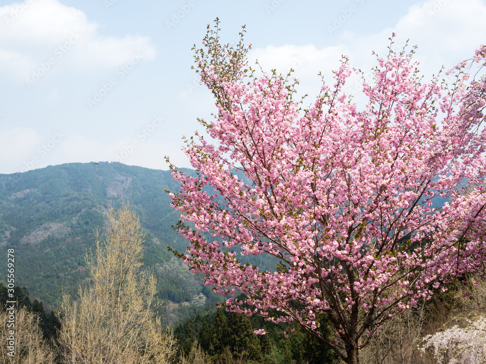 Cherry trees blooming in the mountains of Shikoku island near Shosanji, temple number 12 of Shikoku pilgrimage - Tokushima prefecture, Japan Cherry trees blooming in the mountains of Shikoku island near Shosanji, temple number 12 of Shikoku pilgrimage - Tokushima prefecture, Japan