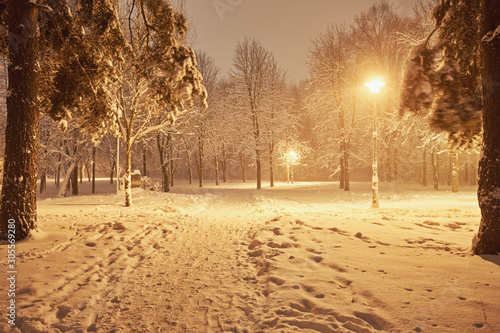 Winter, forest, snow. Snow-covered pine forest, trees in the snow, a beautiful winter landscape.