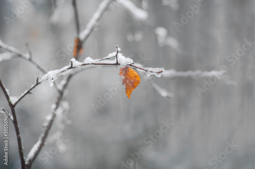 The last brown and orange leaf on birch tree on snowy autumn day