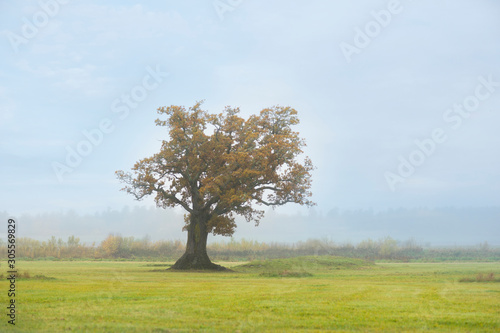 Old oak tree on foggy morning in autumn