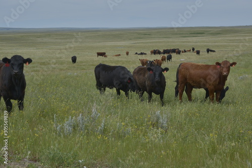 Black & Red Angus Cattle on Green Prairie Grass © Wendy