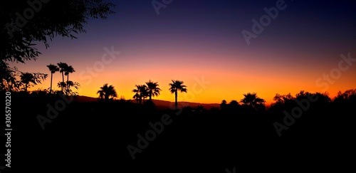 silhouette of tree in sunset